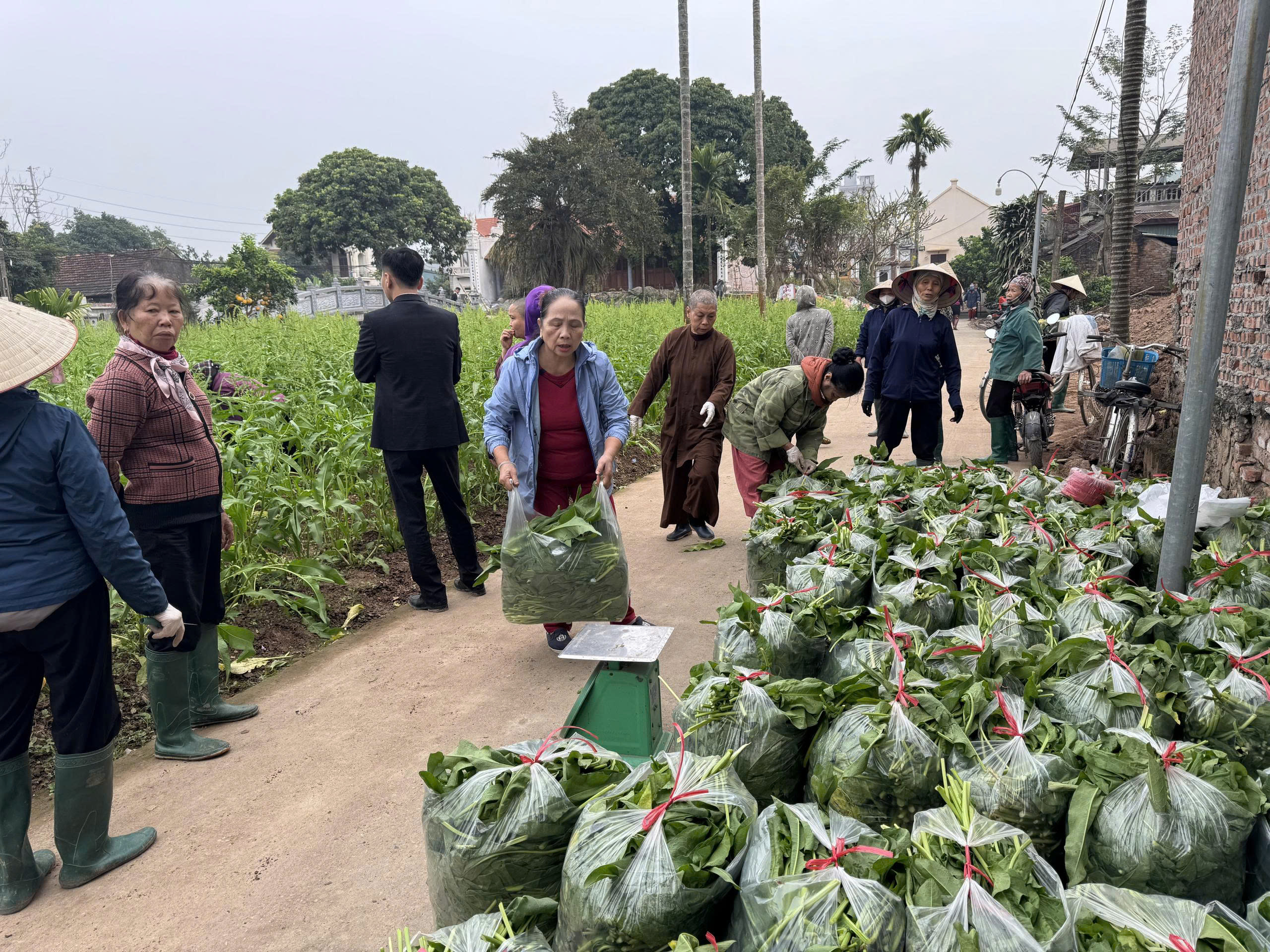 Dự án trồng sâm