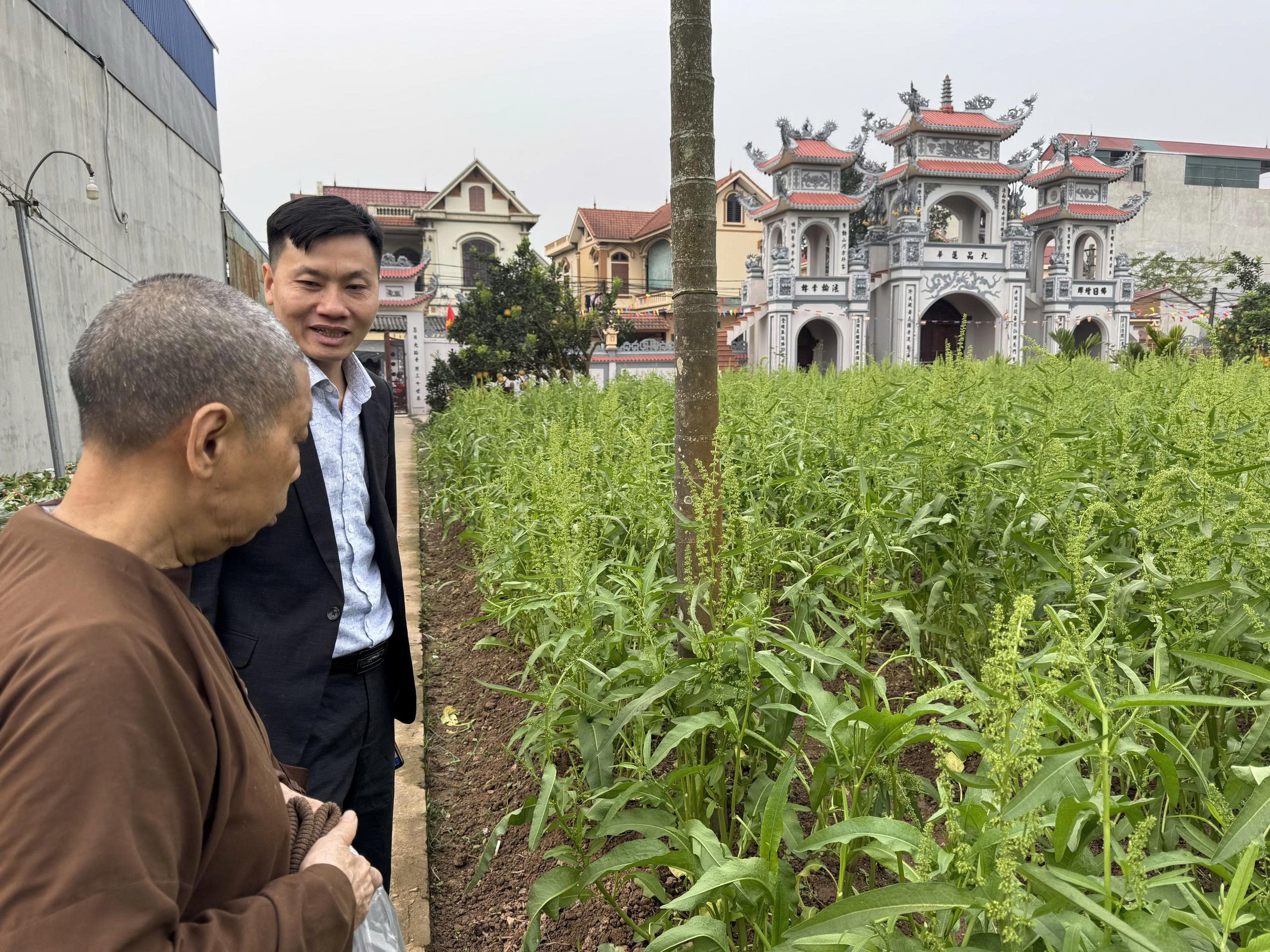 Thu hoạch lá sâm tại Vườn Sâm Phúc Thọ