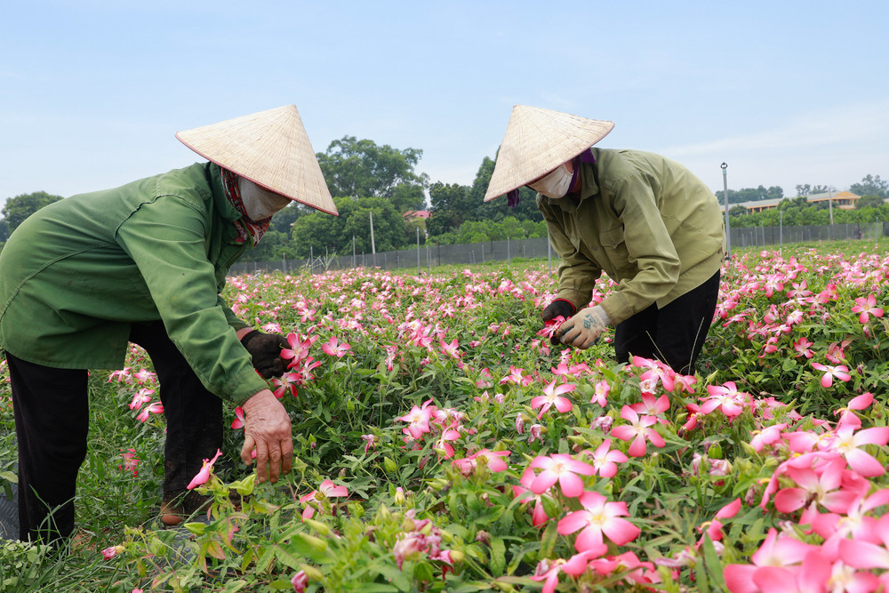 Cách sử dụng Sâm Bố Chính hiệu quả - Sâm Tiến Vua Vạn Xuân