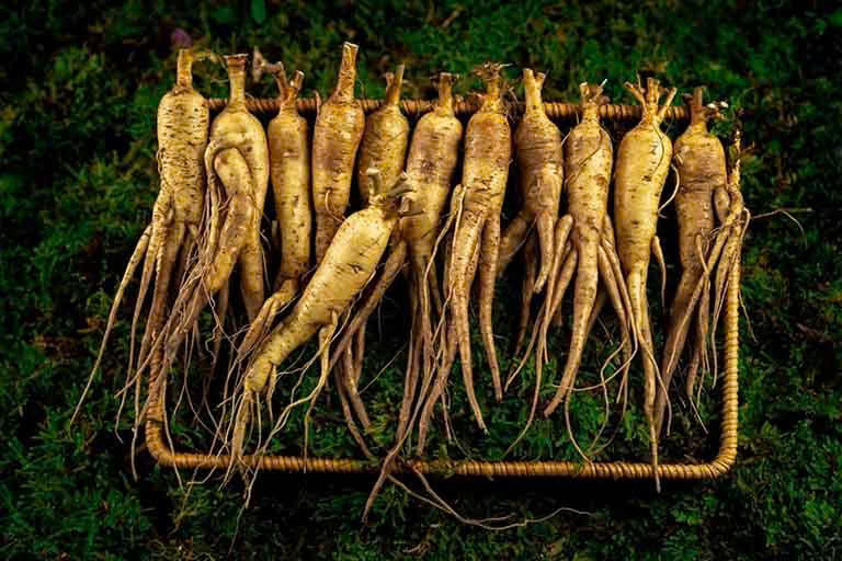 Củ sâm bố chính (sâm tiến vua) cực kì có giá trị trong chăm sóc sức khỏe