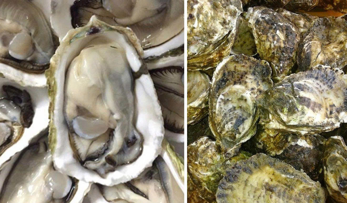 Hợp tác nuôi hàu đại dương cùng Vạn Xuân - Cơ hội làm giàu cho nhà đầu tư đi trước, đón đầu