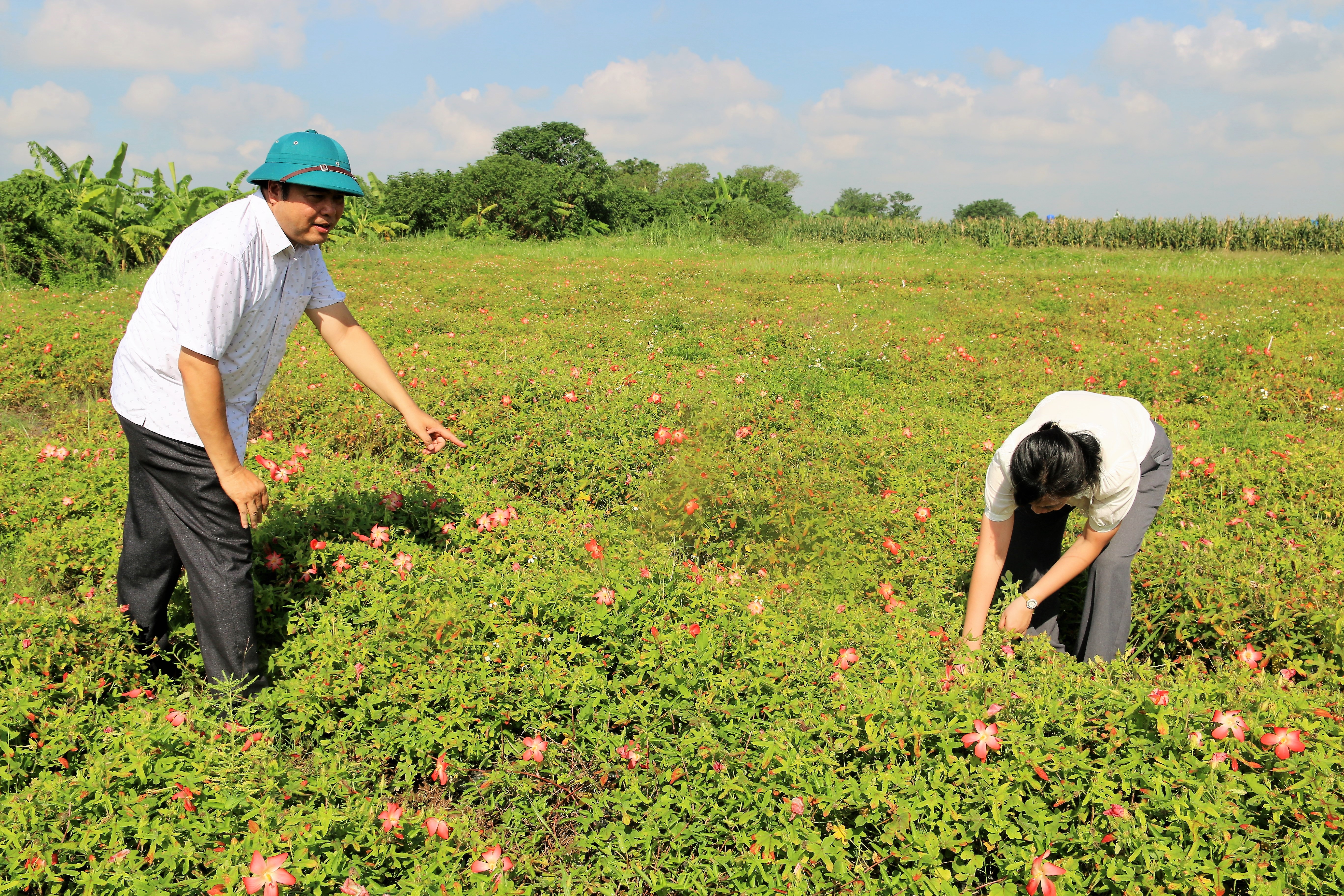 Đầu tư trồng sâm bố chính thu hoạch lá, hoa và củ