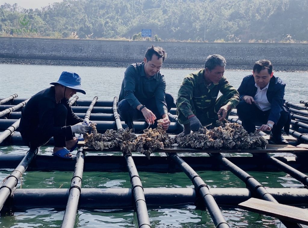 Dự án đầu tư nuôi hàu treo dây ngoài biển đem lại giá trị kinh tế cao