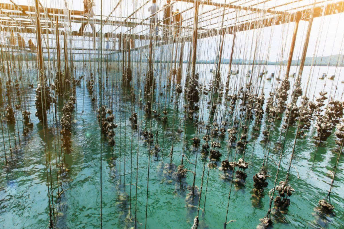 Nuôi loài 'thần dược' không mất tiền thức ăn, đút túi hàng trăm triệu mỗi vụ