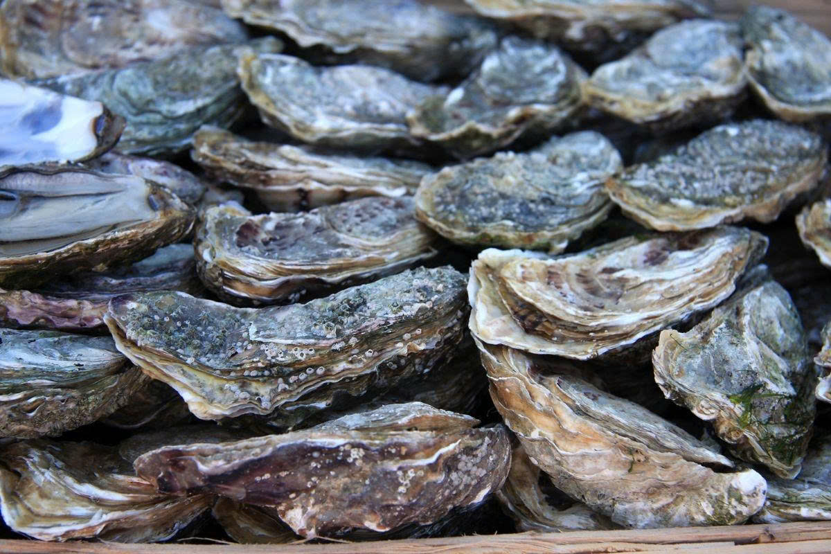 Hàu vừa là “cỗ máy” lọc nước của đại dương vừa là món ăn được yêu thích bởi sự bổ dưỡng