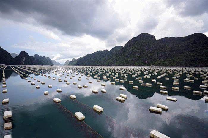 Nuôi hàu treo dây trở thành xu hướng kinh tế mũi nhọn hiện nay