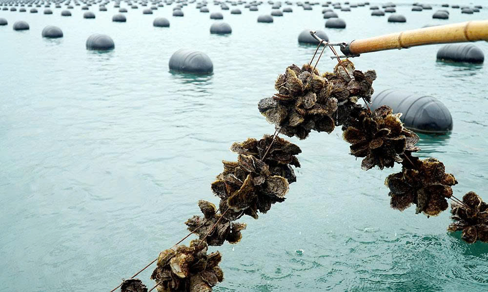 Hàu treo dây được nuôi ngoài biển