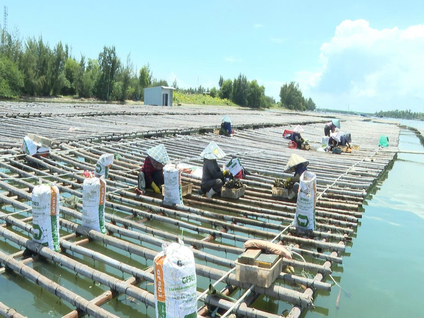 Nuôi hàu đại dương xuất khẩu đang trở thành kinh tế biển mũi nhọn