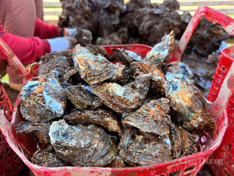 Hợp tác nuôi hàu đang trở thành xu hướng mới, hiệu quả trong nuôi trồng thủy hải sản