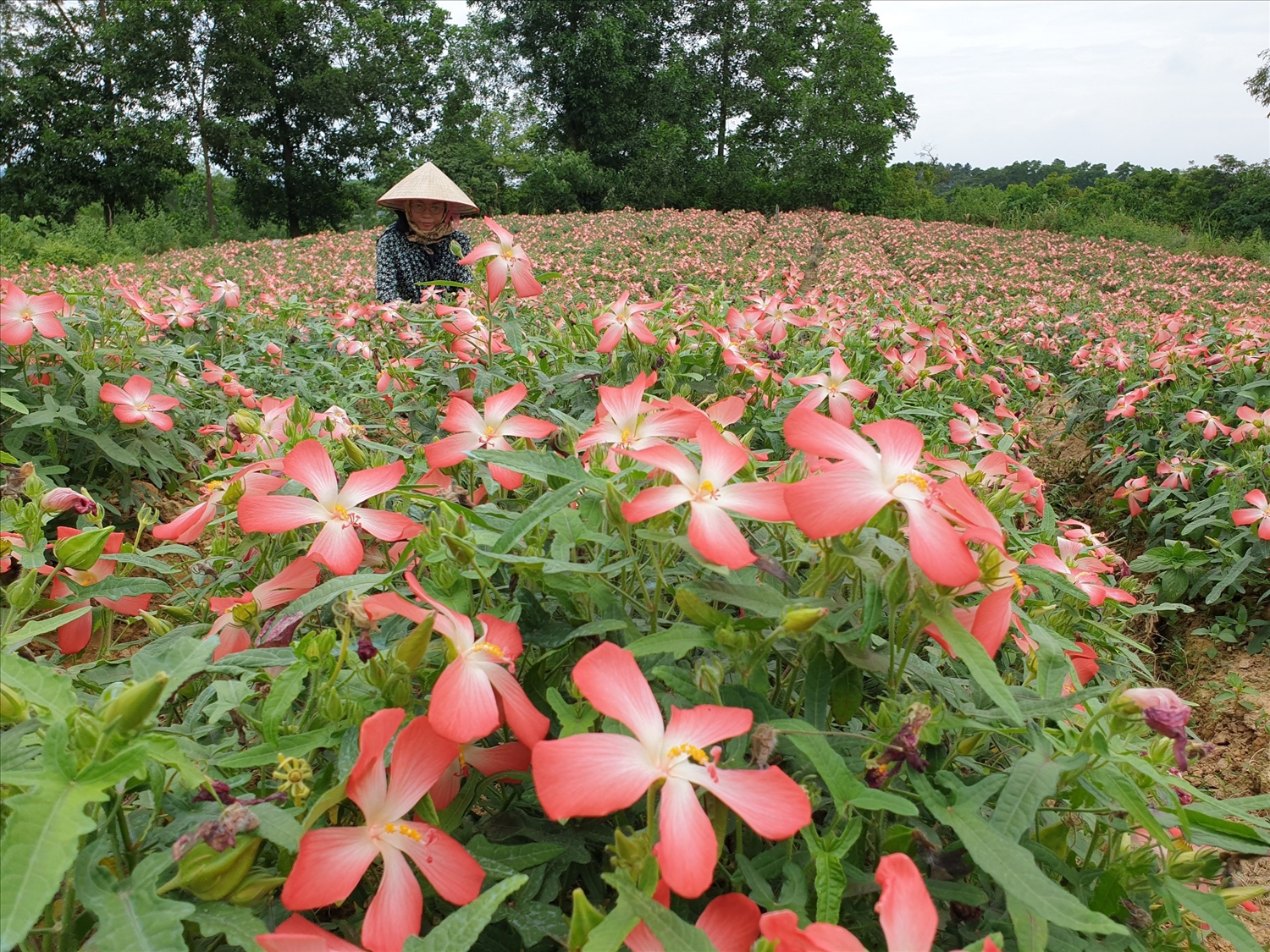 Lợi nhuận từ hợp tác trồng sâm bố chính cùng Vạn Xuân - Công ty Vạn Xuân