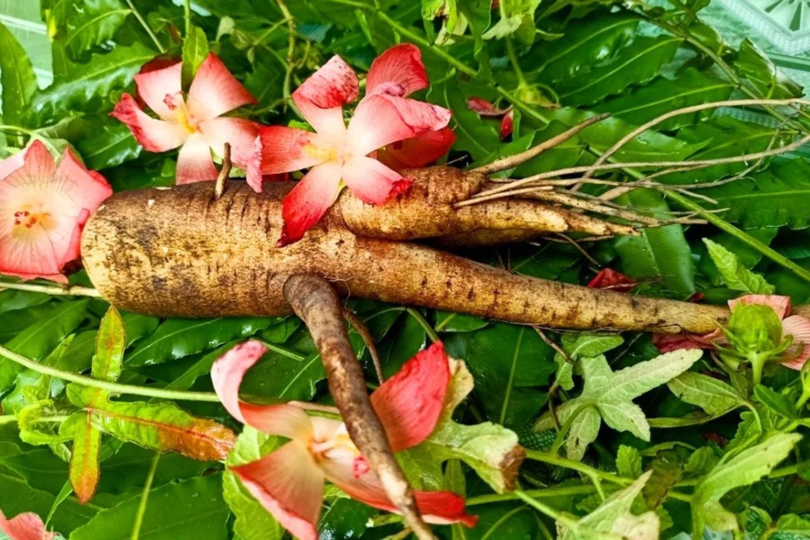 Hợp tác trồng sâm bố chính cùng Vạn Xuân, nhận ngay lợi nhuận kép