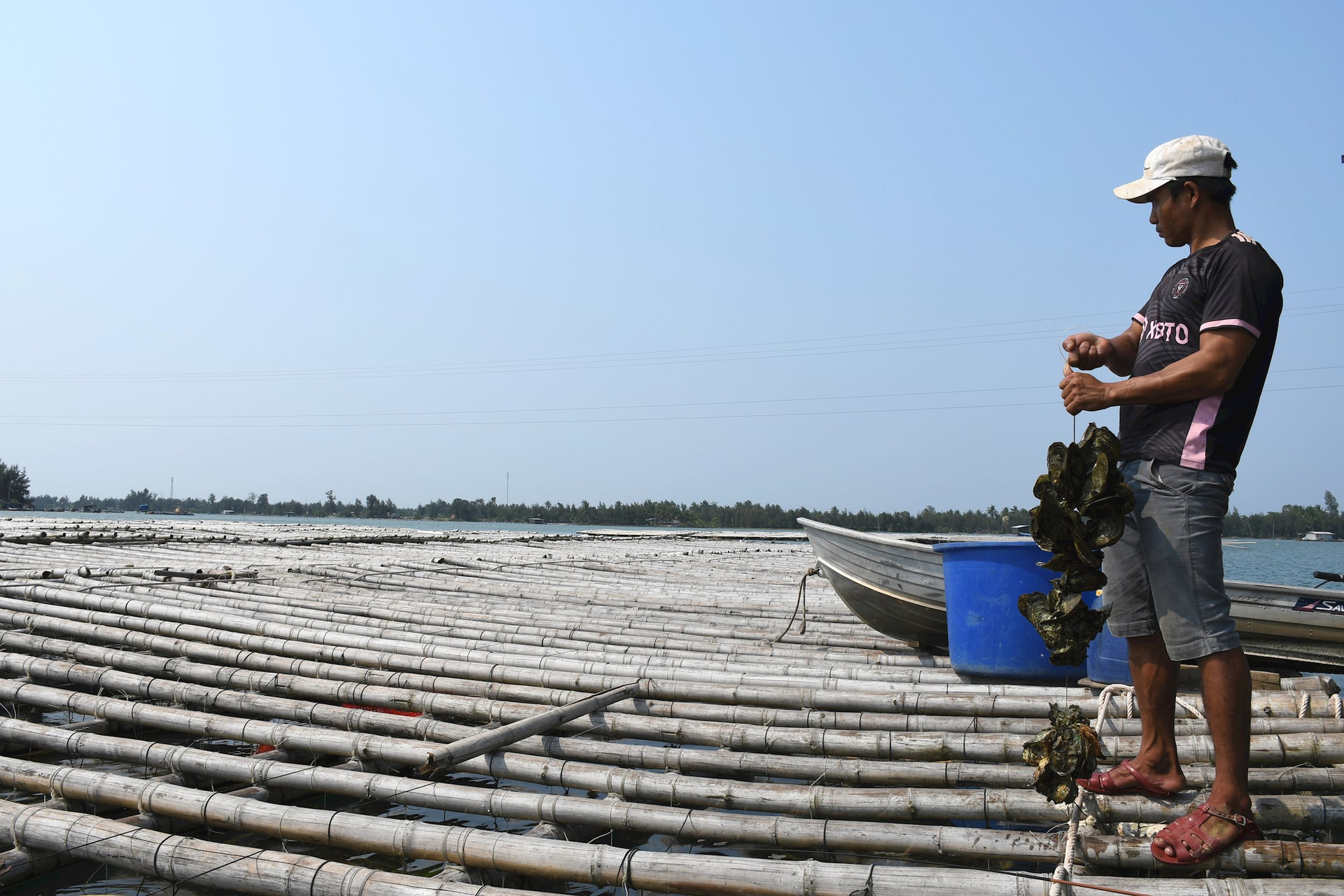 Đầu tư nuôi hàu đại dương: mô hình kinh tế lợi nhuận cao năm 2026 - Công ty Vạn Xuân