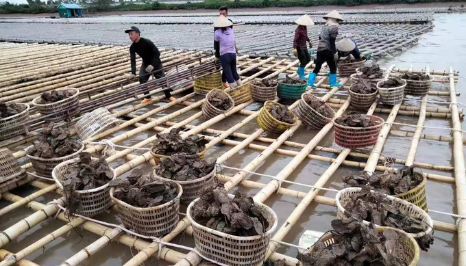 Thu hoạch hàu đại dương