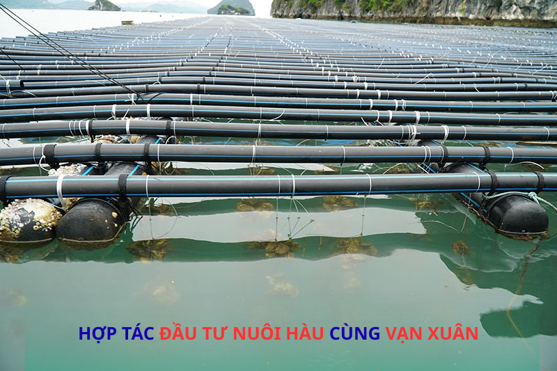 Hợp tác đầu tư nuôi hàu đại dương cùng Vạn Xuân