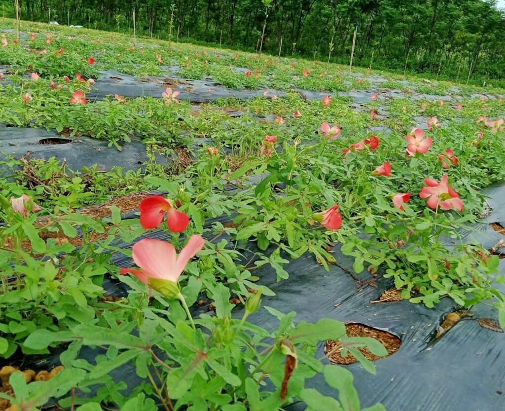 Hợp tác trồng sâm bố chính nhận ngay 2% lợi nhuận ứng trước mỗi tháng