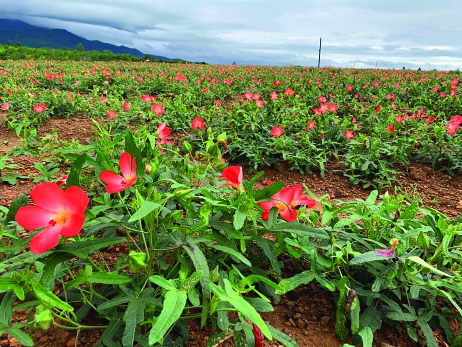 Sâm Tiến Vua Vạn Xuân
