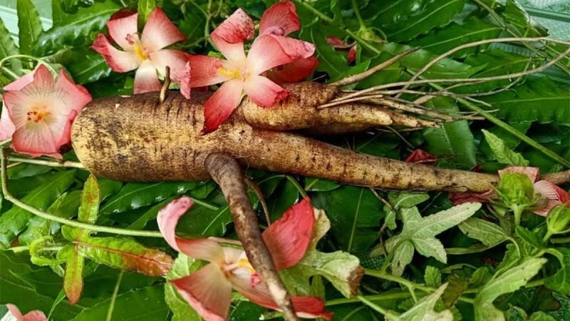 Dự án trồng sâm