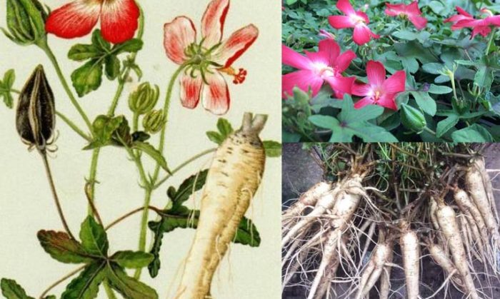 Rễ củ Sâm bố chính sau khi thu hoạch