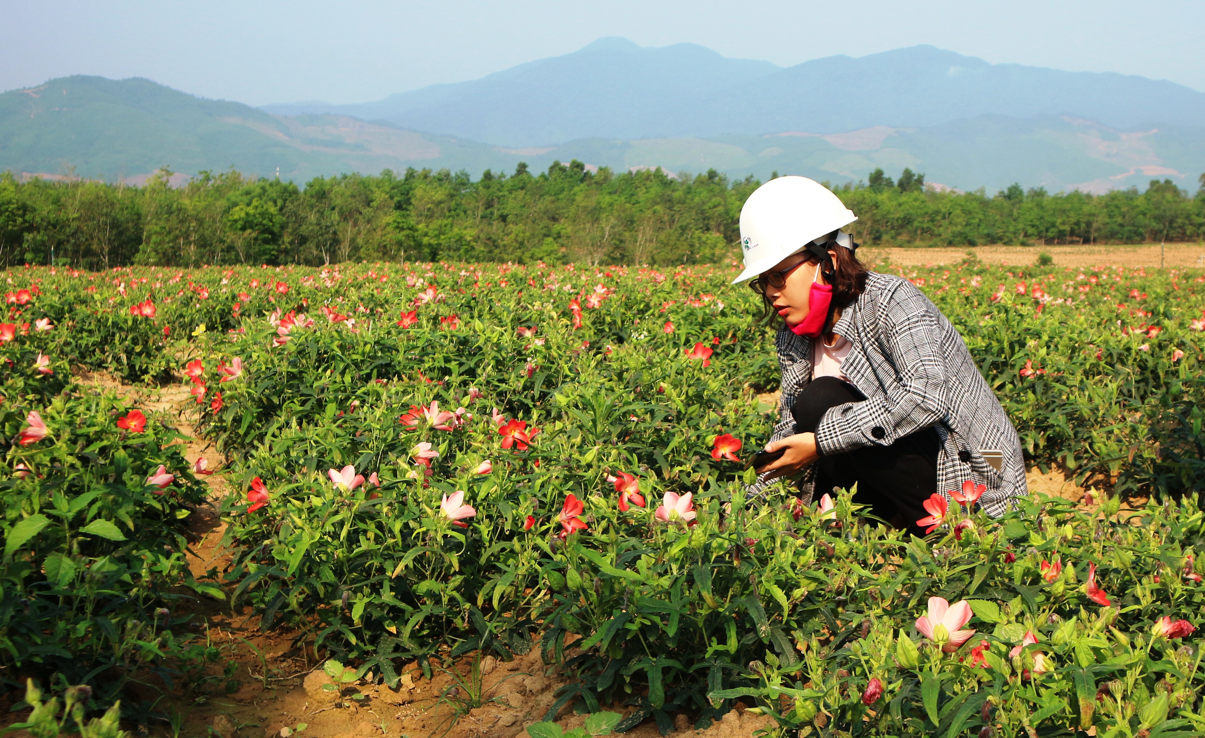 Tham quan vườn sâm bố chính (sâm tiến vua)