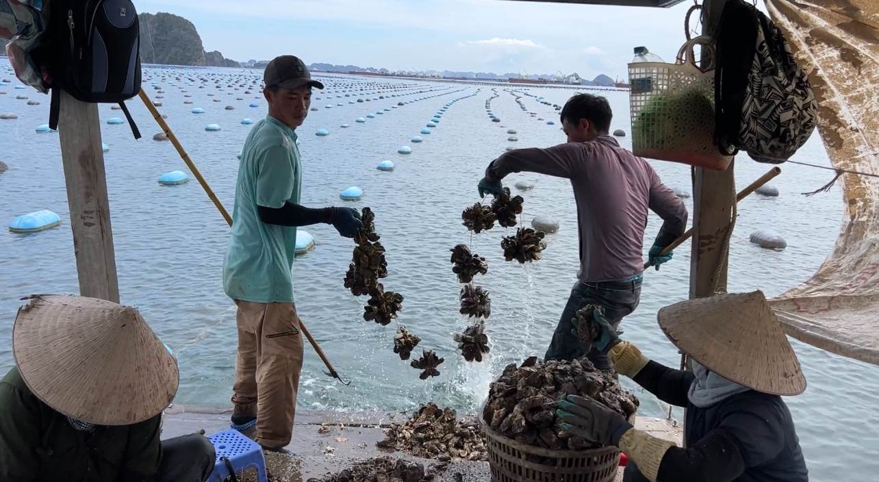 Vạn Xuân hợp tác nuôi hàu đại dương, mở ra cơ hội làm giàu cho nhà đầu tư